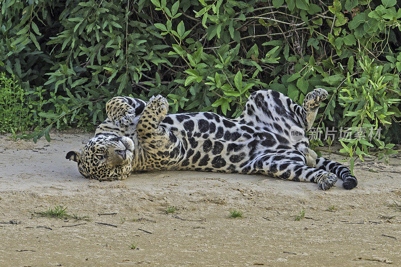 美洲虎(Panthera onca)是一种大型猫科动物，是美洲虎属猫科动物，是美洲唯一现存的美洲虎物种，在巴西潘塔纳尔发现。睡觉或休息。
